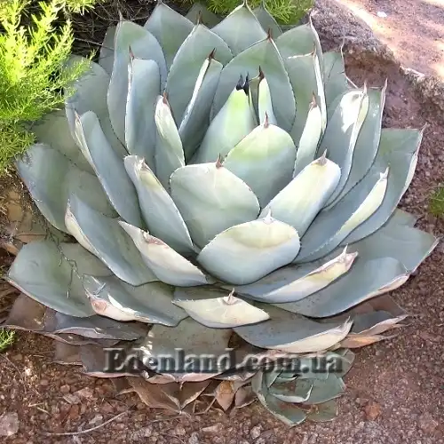 Изображение взрослое растение