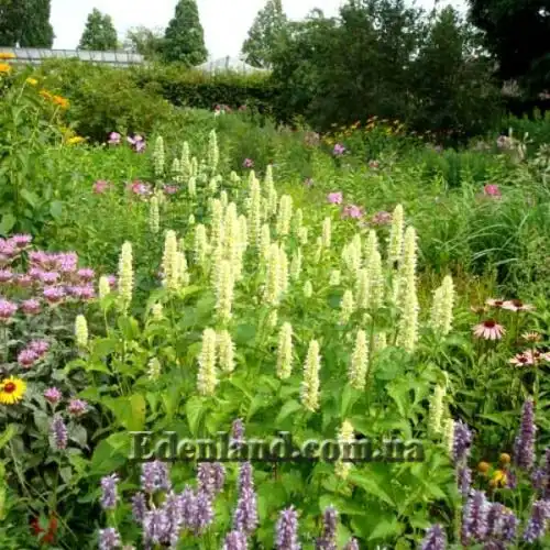 Изображение Агастахис морщинистый  - Agastache rugosa