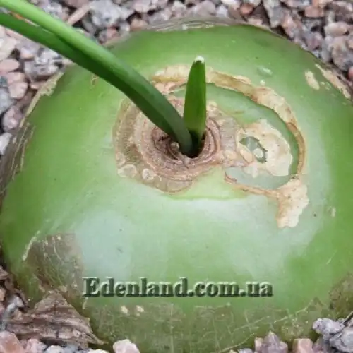 Изображение Бовиэя (Бовея) вьющаяся - Bowiea volubilis