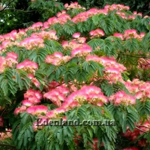 Зображення Альбіція шовкова (рожева) - Albizia julibrissin var. rosea