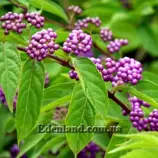 Изображение Каликарпа Бодинье - Callicarpa bodinieri