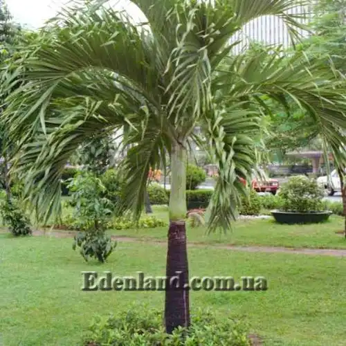 Изображение Адонидия Меррилла - Adonidia merrillii