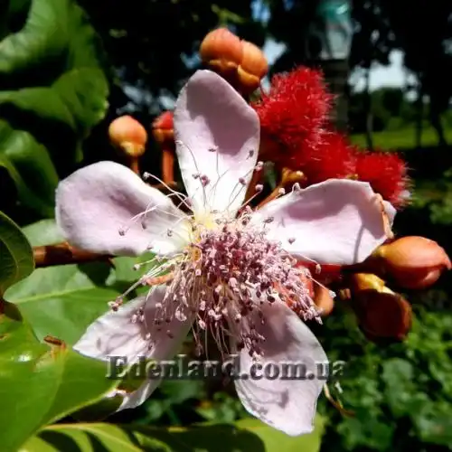 Изображение Бикса Орельяна - Bixa orellana red