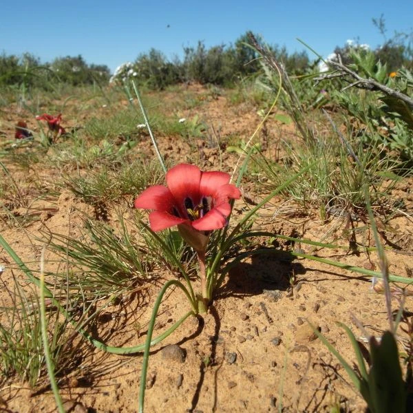 Зображення Ромулея однобратна - Romulea monadelpha  