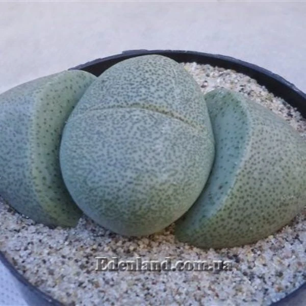 Зображення Плейоспілос Нела - Pleiospilos nelii