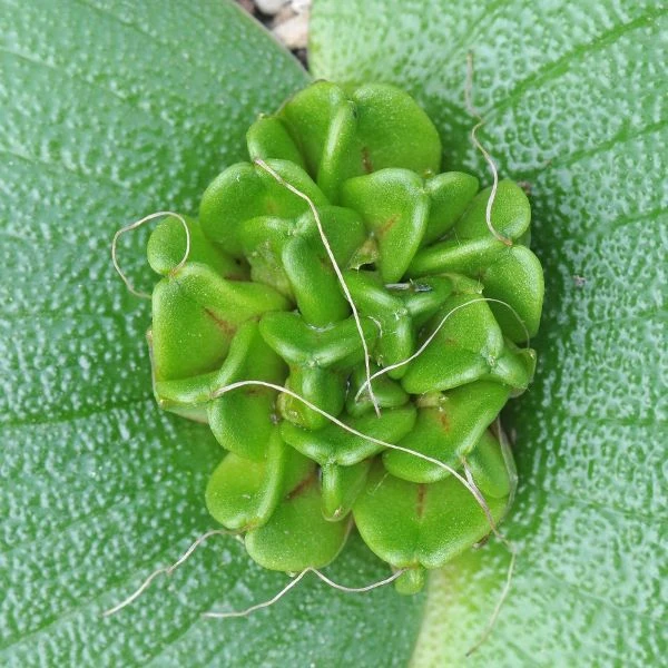 Изображение Массония пузырчатая  - Massonia pustulata 