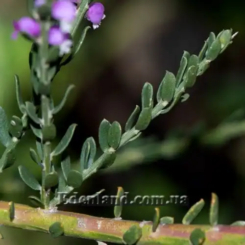 Изображение Муралтия колючая  - Muraltia spinosa