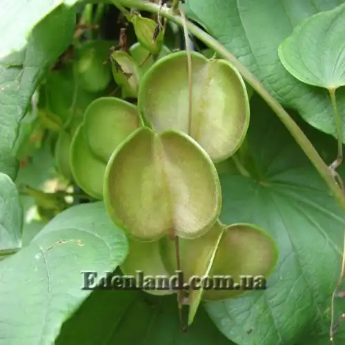 Зображення Діоскорея кавказька - Dioscorea caucasica 
