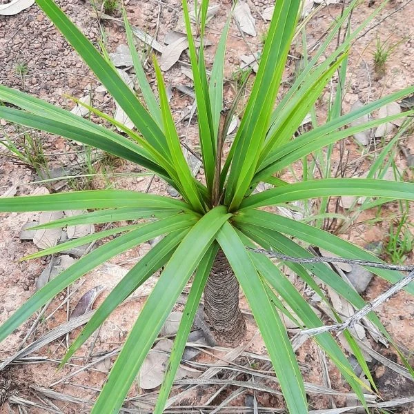 Зображення Велозія луската - Vellozia squamata