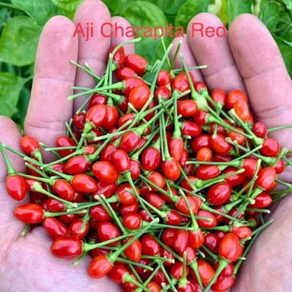 Зображення Перець Аджі Чарапіта червоний  - Aji Charapita Red