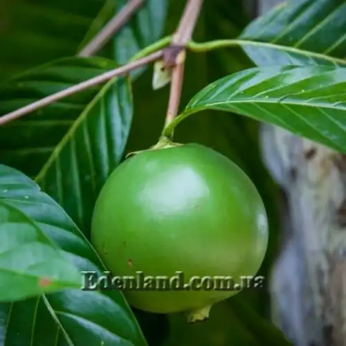 Изображение Бороджо Патиньо - Borojoa patinoi