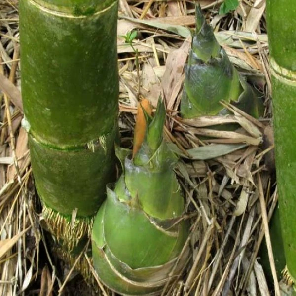 Изображение Дендрокаламус прямой - Dendrocalamus strictus 