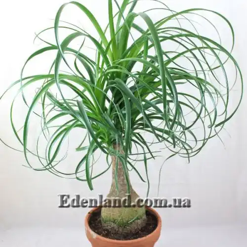 Изображение Бокарнея отогнутая - Beaucarnea recurvata