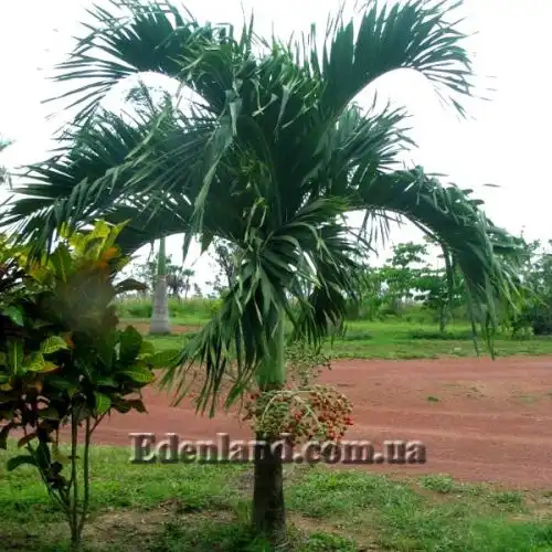 Изображение Адонидия Меррилла - Adonidia merrillii