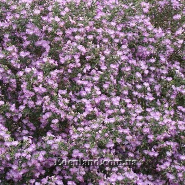 Изображение Подалирия миртолистная  - Podalyria myrtifolia