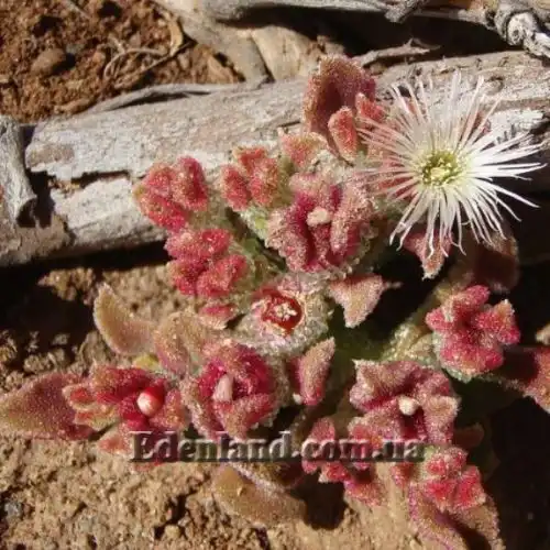 Изображение Мезембриантемум хрустальный - Mesembryanthemum crystallinum