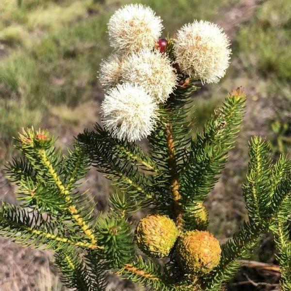 Изображение Берцелия Галпина - Berzelia galpinii