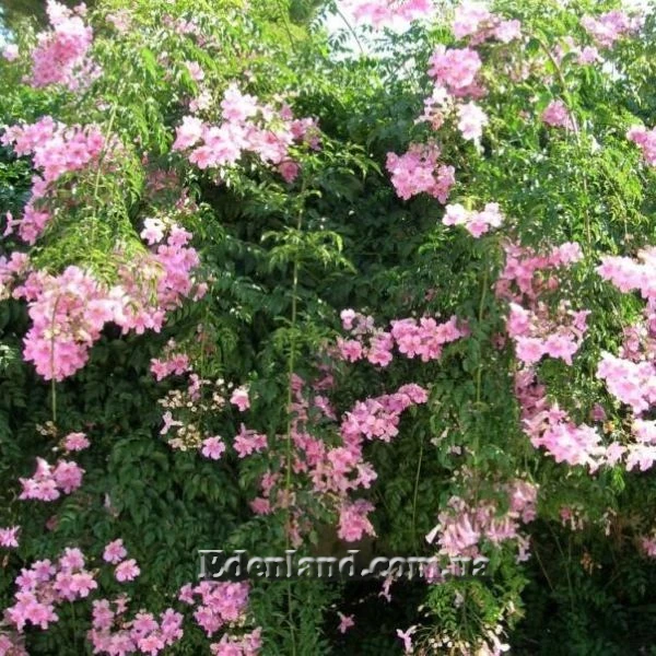 Изображение Подранея Рикасоля - Podranea ricasoliana