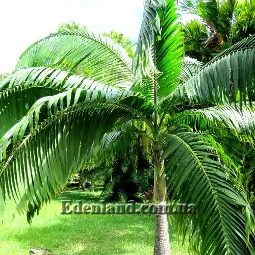 Изображение Диктиосперма белая разн. Соединенная - Dictyosperma album var. Conjugatum 