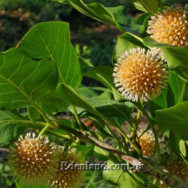 Изображение Науклея широколистная  - Nauclea latifolia