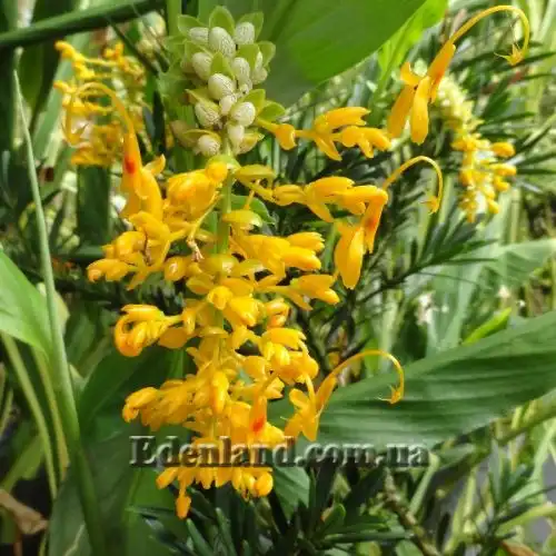 Зображення квіти та насіння-бульбочки