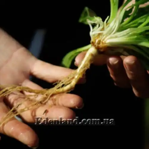 Изображение Смолёвка капская - Silene Capensis