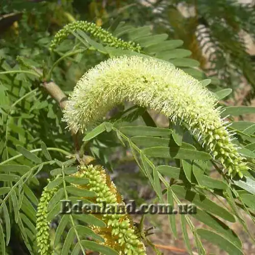 Просопис чилійський - Prosopis chilensis