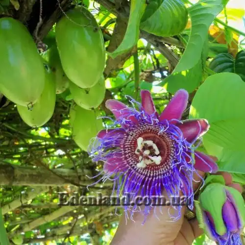 Изображение Пассифлора четырехугольная - Pasiflora quadrangularisи