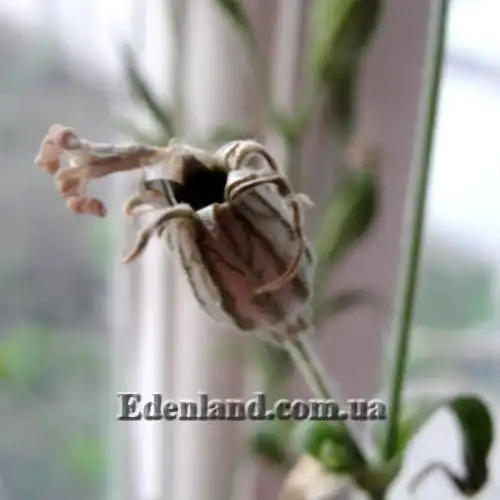 Изображение Смолёвка капская - Silene Capensis