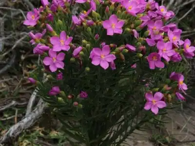 Новые поступления семян январь 2016 года.