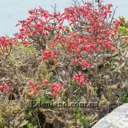 Изображение Тилекодон метельчатый  - Tylecodon paniculatus