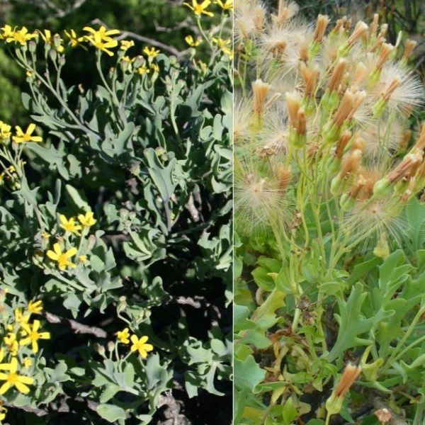 Зображення Отонна дуболиста - Othonna quercifolia