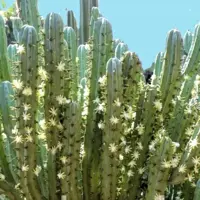 Зображення Міртилокактус геометричний