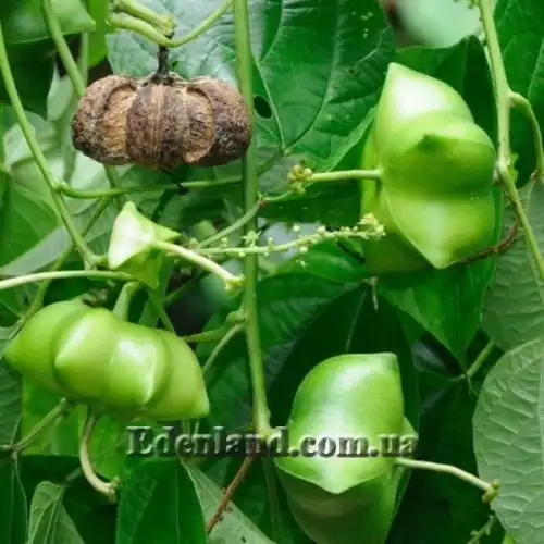 Изображение Плукенетия вьющаяся - Plukenetia volubilis