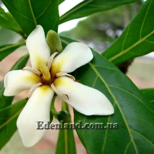 Зображення квітка