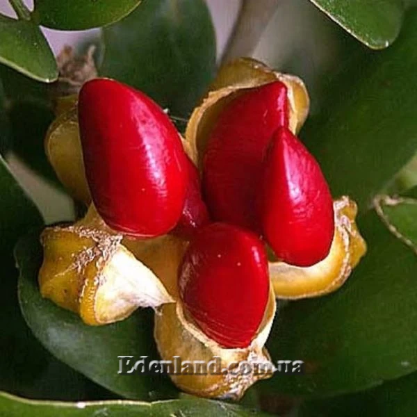 Изображение созревший плод с семенами