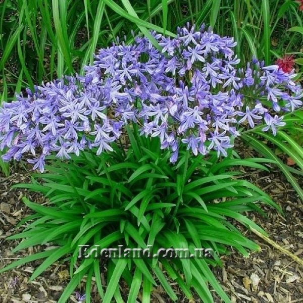 Изображение Агапантус карликовый голубой  - Agapanthus nana blue