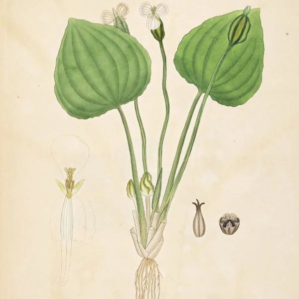 Зображення Оттелія частухоподібна - Ottelia alismoides 