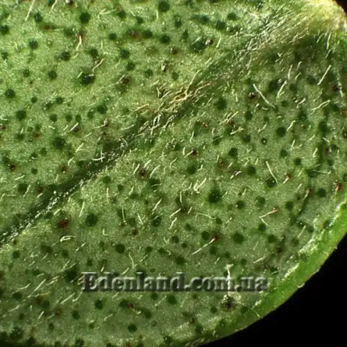 Зображення нижняя сторона листа