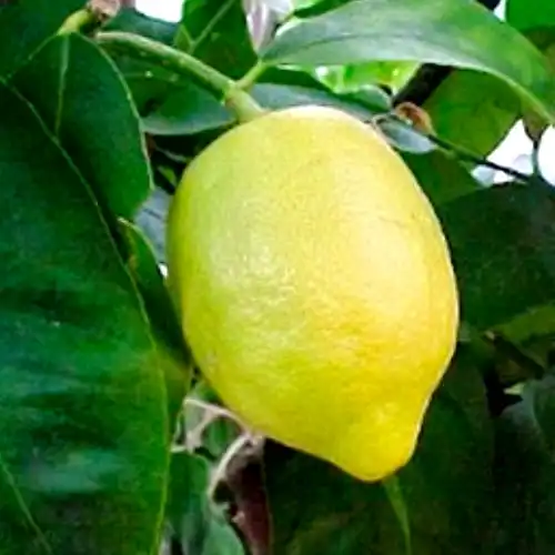 Новые поступления растений август 2015