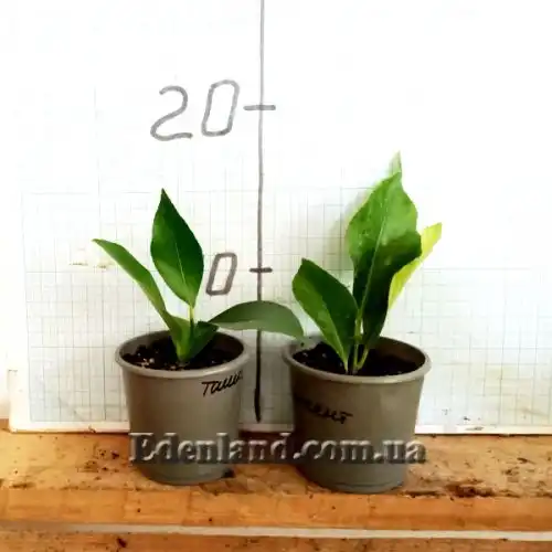 Зображення саджанці у продажу