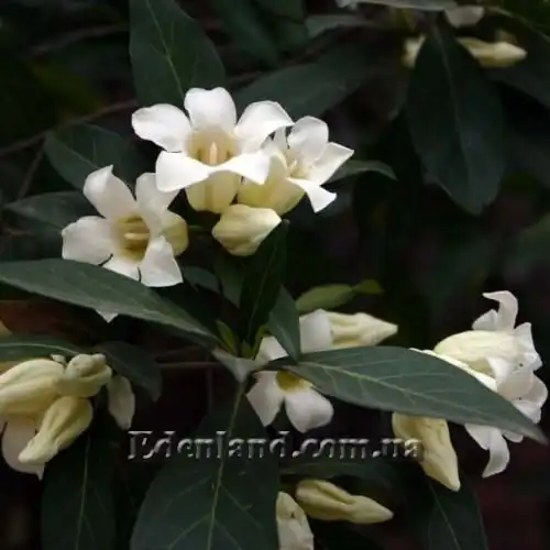 Изображение Ротмания шаровидная - Rothmannia globosa