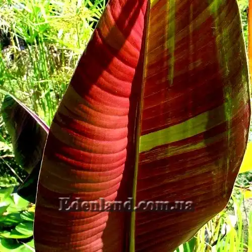 Изображение нижняя сторона листа