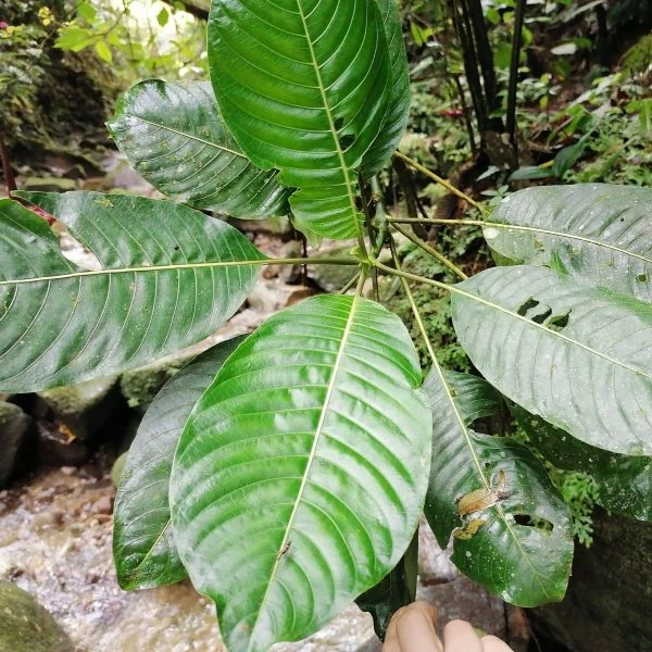 Зображення Палікурея Корреа - Palicourea correae  