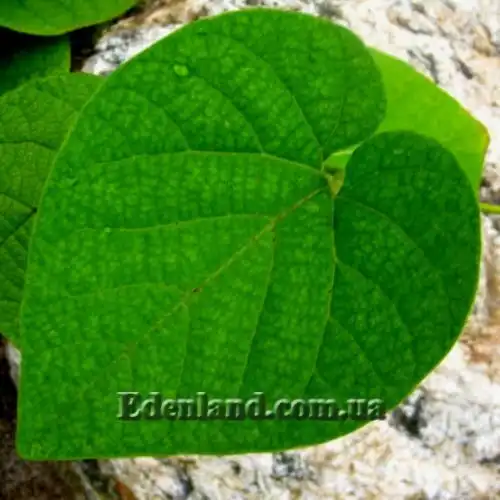 Изображение лист