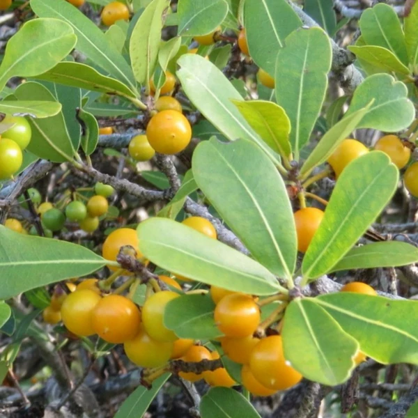 Изображение Манилкара одноцветная  - Manilkara concolor