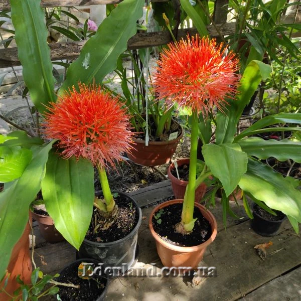 Изображение цветущие растения