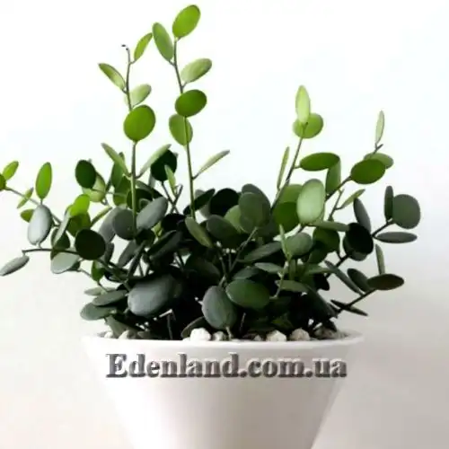 Зображення Ксеросіціос данги - Xerosicyos danguyi