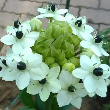 Изображение цветение