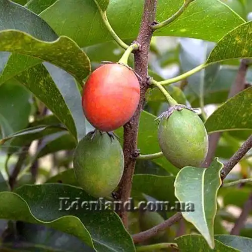 Мимусопс Эленга  - Mimusops elengi